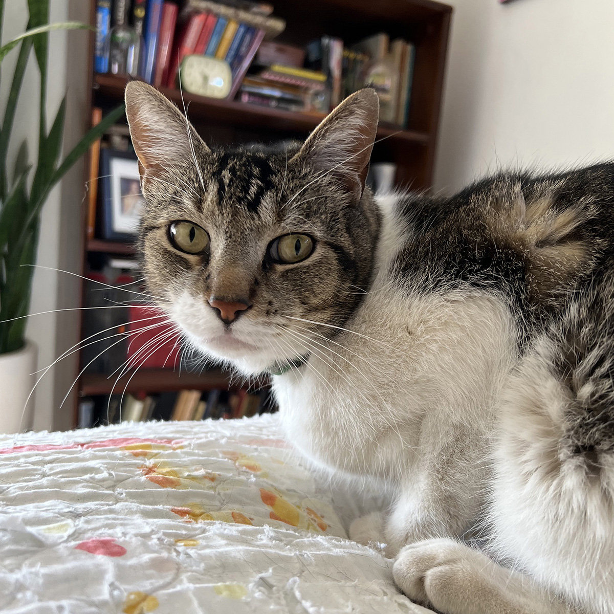 Cat photograph
